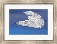 Framed Flight of the Snowy Owl