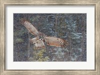 Framed Great Grey Owl in Snowfall