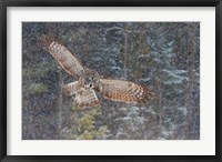 Framed Great Grey Owl in Snowfall