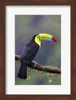 Framed Keel-billed Toucan - Costa Rica