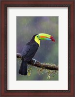 Framed Keel-billed Toucan - Costa Rica