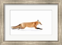 Framed Red Fox on the Run - Algonquin Park