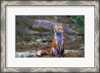 Framed Fox Zen - Algonquin Park