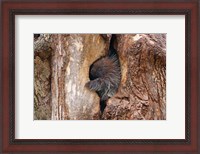 Framed Baby Porcupine in Tree