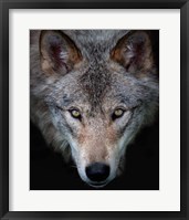 Framed Timber Wolf