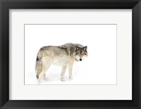 Framed Timber Wolf Walking through the Snow