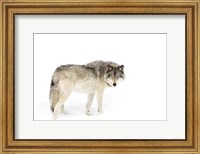 Framed Timber Wolf Walking through the Snow
