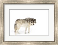 Framed Timber Wolf Walking through the Snow