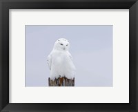 Framed Snowy Owl - The Ghost