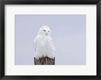 Framed Snowy Owl - The Ghost