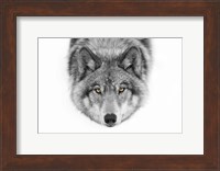 Framed Yellow Eyes - Timber Wolf