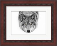 Framed Yellow Eyes - Timber Wolf