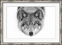 Framed Yellow Eyes - Timber Wolf