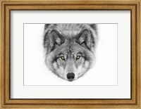 Framed Yellow Eyes - Timber Wolf