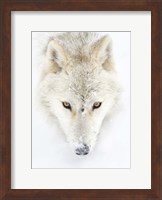 Framed Arctic Wolf Closeup