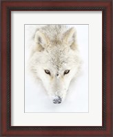 Framed Arctic Wolf Closeup