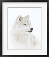 Framed Portrait of an Arctic Wolf