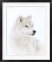 Framed Portrait of an Arctic Wolf