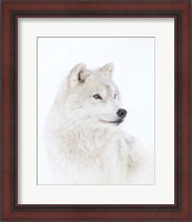 Framed Portrait of an Arctic Wolf
