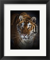 Framed Portrait of a Siberian Tiger