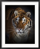 Framed Portrait of a Siberian Tiger