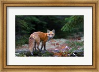 Framed Red Fox in Algonquin Park