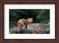 Framed Red Fox in Algonquin Park