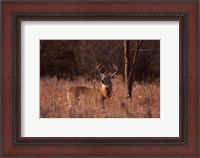 Framed Basking in the Light - White-tailed Buck