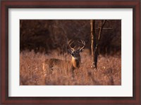 Framed Basking in the Light - White-tailed Buck