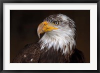 Framed Caged - Bald Eagle