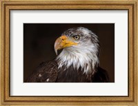Framed Caged - Bald Eagle