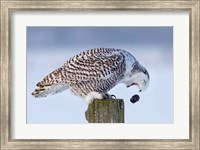 Framed Snowy Owl - Cough it up Buddy