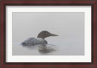 Framed Common Loon in Early Morning Fog