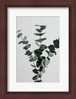 Framed Eucalyptus Natural 1