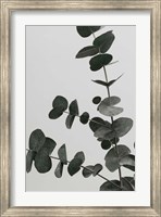 Framed Eucalyptus Natural 5