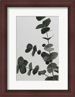 Framed Eucalyptus Natural 5