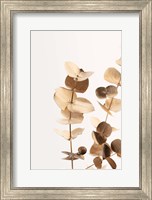 Framed Eucalyptus Gold No 1