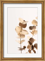 Framed Eucalyptus Gold No 1