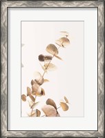 Framed Eucalyptus Gold No 3