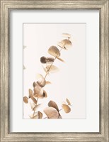 Framed Eucalyptus Gold No 3