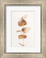 Framed Eucalyptus Gold No 6