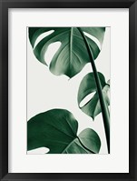 Framed Monstera Natural 37