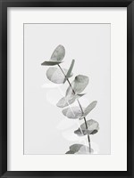 Framed Eucalyptus Creative 5