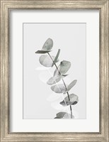 Framed Eucalyptus Creative 5
