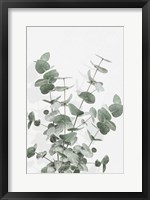 Framed Eucalyptus Creative 16