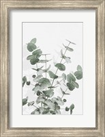 Framed Eucalyptus Creative 16