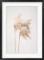 Framed Reed Grass Grey 2