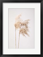 Framed Reed Grass Grey 2