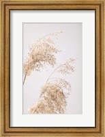 Framed Reed Grass Grey 6