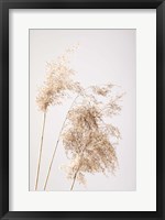 Framed Reed Grass Grey 7